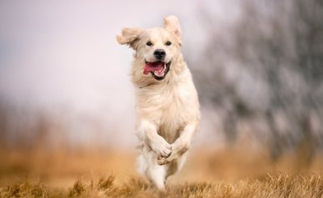 Las razas de perros más atléticas y nerviosas, como los pastores australianos, pueden hacerlo con más frecuencia que los perros relajados, probablemente porque necesitan liberar su energía con más frecuencia (Shutterstock)