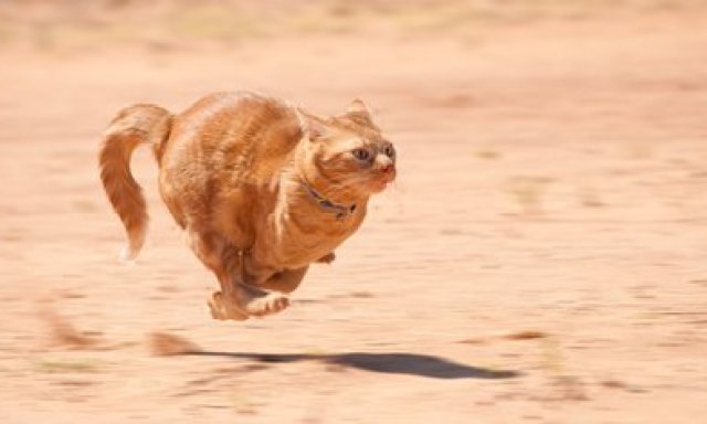 Cuando los gatos los experimentan tienden a correr menos tiempo que los perros (Shutterstock)