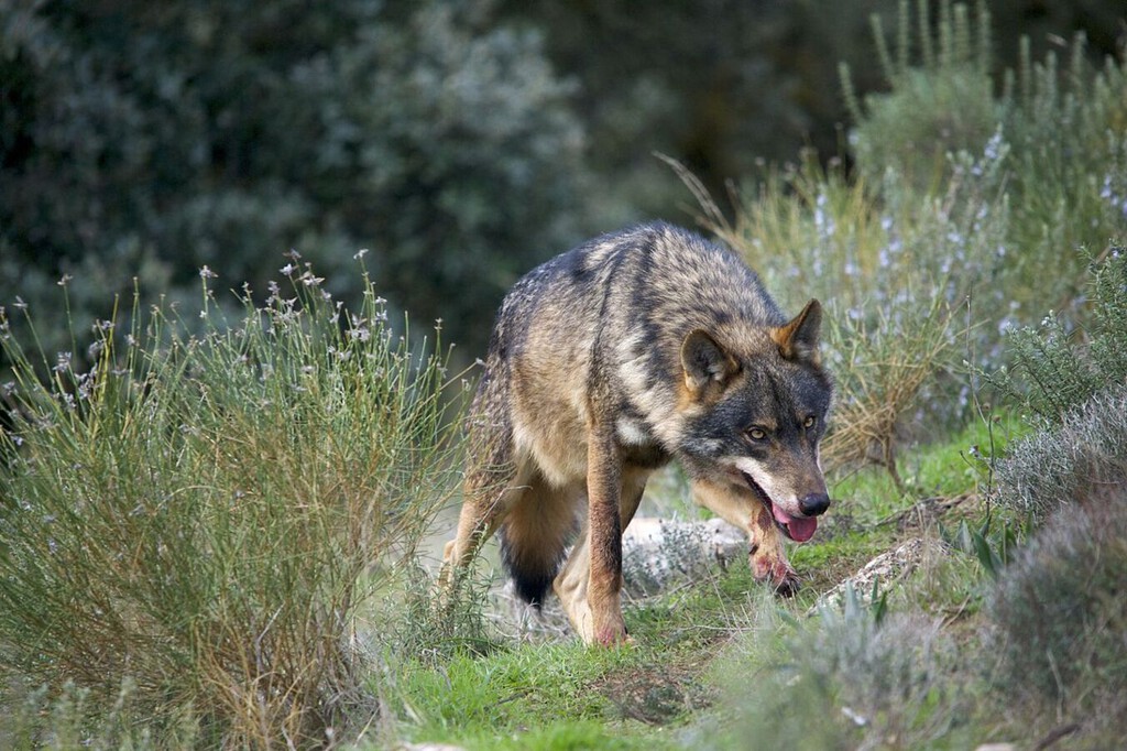 Los ganaderos llevan años quejándose del regreso del lobo a España. Ahora el Congreso se plantea desprotegerlo 
