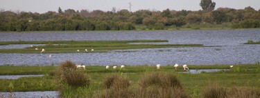 A las puertas de un "colapso ecológico" por la sequía: el demoledor informe sobre el estado de Doñana